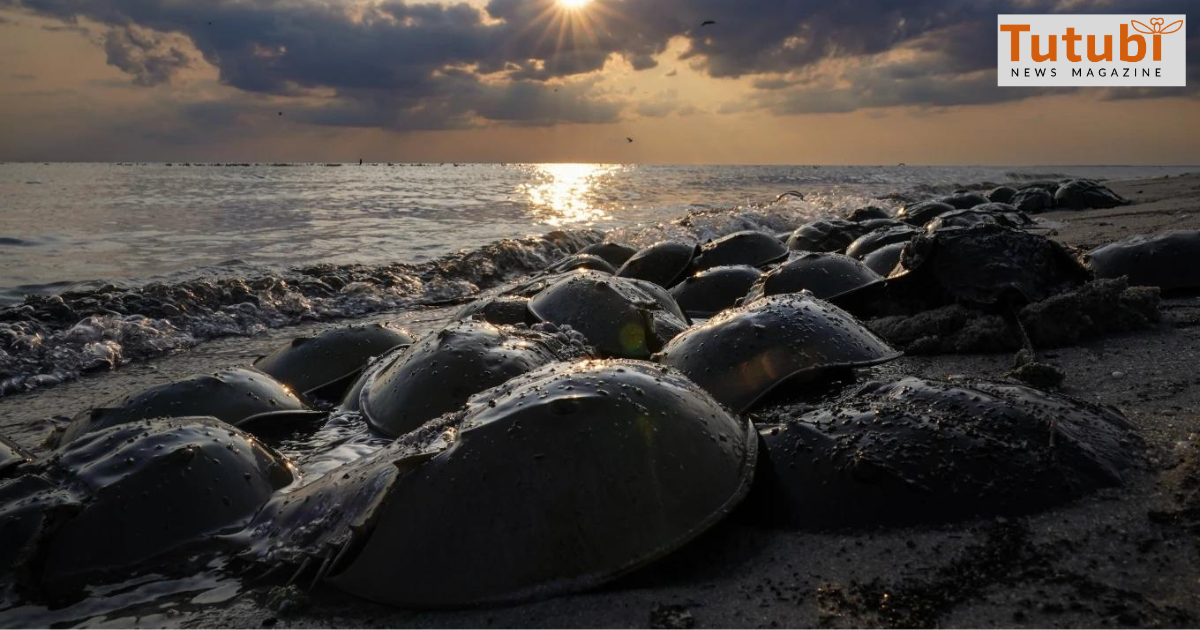 Blue blood from horseshoe crabs is valuable for medicine, but a ...