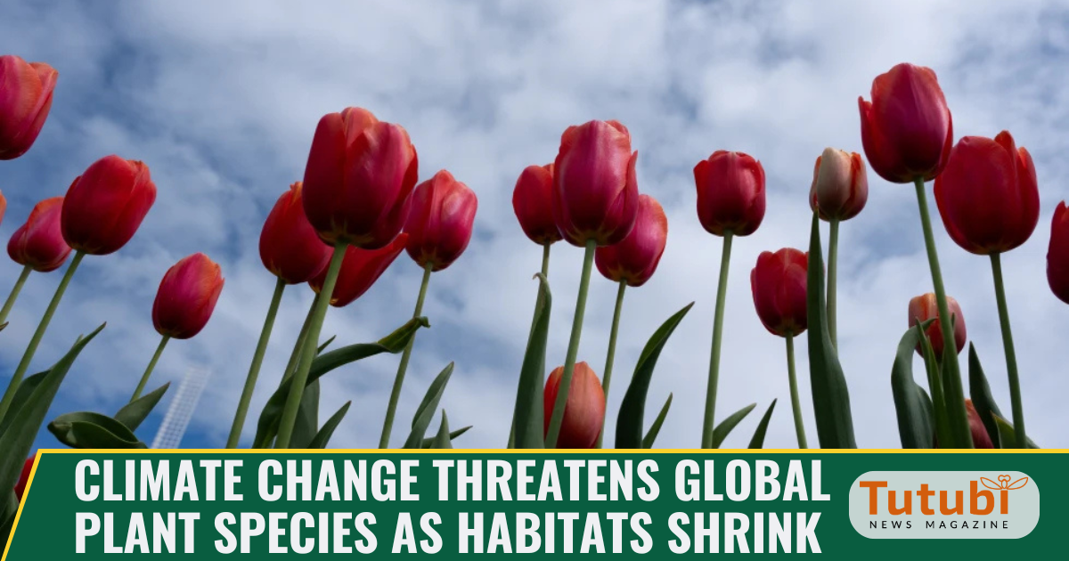 Climate change puts global plant species at risk as habitats diminish ...